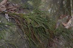 Psilotum nudum